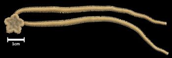 Media type: image; Invertebrate Zoology OPH-4993   Aspect: dorsal